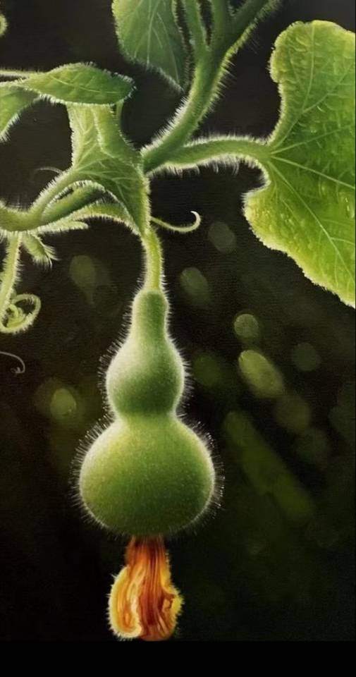 油画葫芦成熟前期